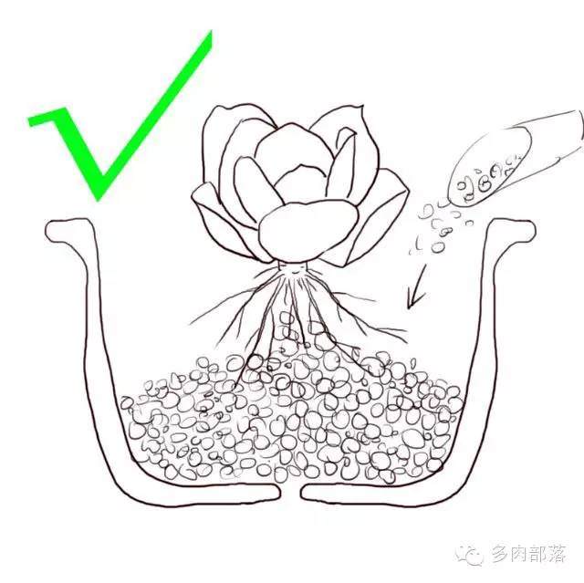 图解各种不同的网购裸根多肉的上盆方法