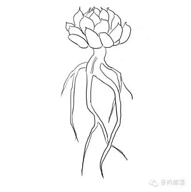 图解各种不同的网购裸根多肉的上盆方法