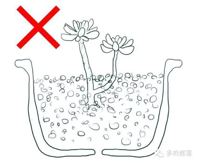 图解各种不同的网购裸根多肉的上盆方法