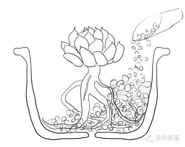 图解各种不同的网购裸根多肉的上盆方法