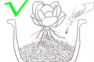 图解各种不同的网购裸根多肉的上盆方法