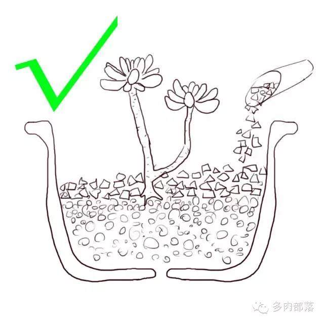 图解各种不同的网购裸根多肉的上盆方法