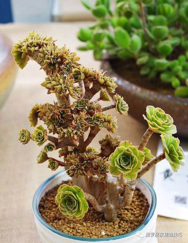 法师多肉 却不知道怎么上盆种植 图片