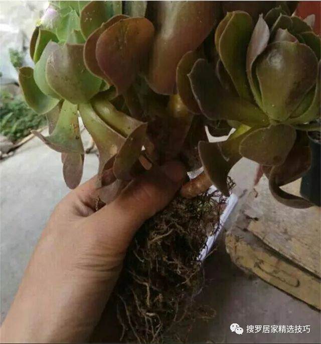 法师多肉 却不知道怎么上盆种植 图片