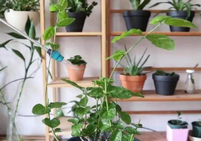 茉莉花裸根上盆成活后怎么养护?