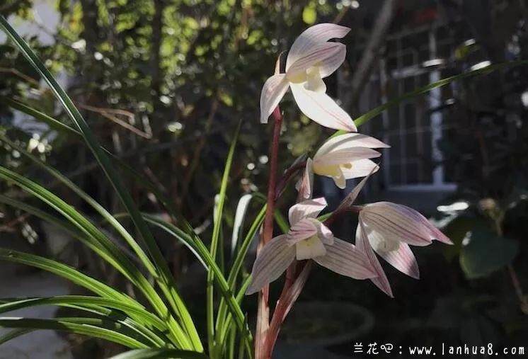 今日问题:新买的兰花怎么上盆?