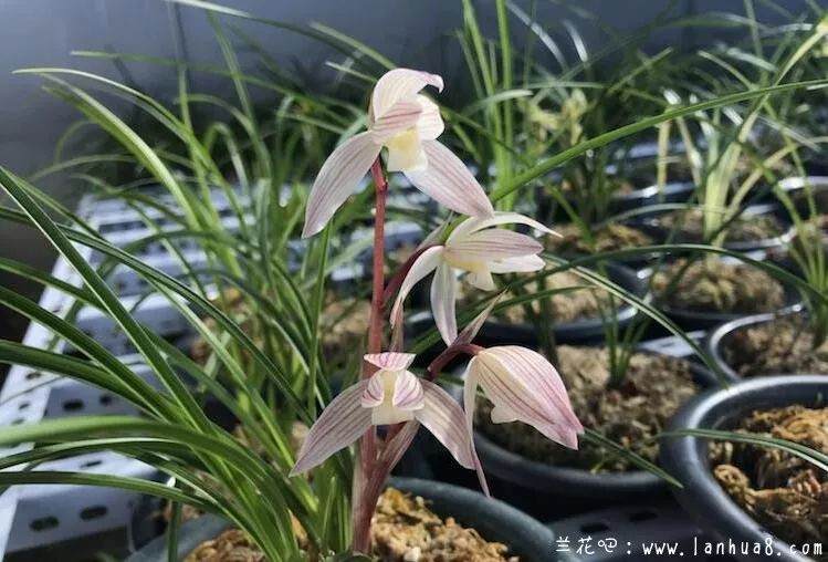 今日问题:新买的兰花怎么上盆?