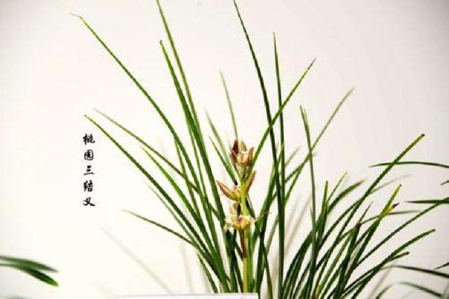 兰花上盆少折腾 不施肥 服盆快不退草
