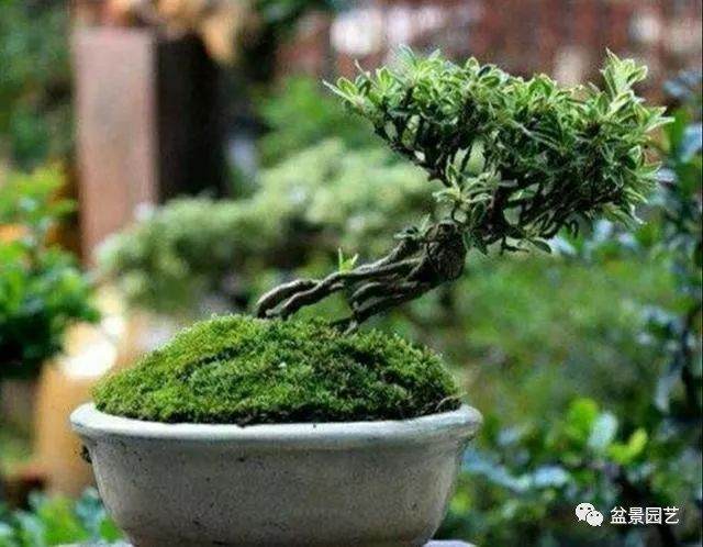 六月雪盆景上盆后该如何养护？