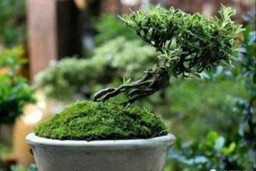 六月雪盆景上盆后该如何养护