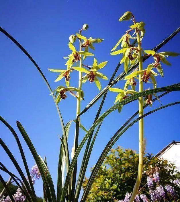 野生兰花上盆第二年会开花吗?