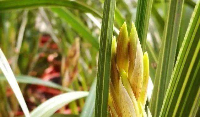 野生兰花上盆第二年会开花吗?