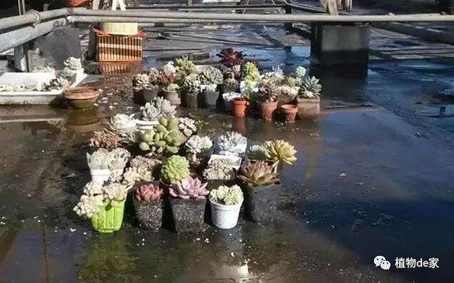 多肉上盆之后一直软塌塌 淋雨之后服盆了