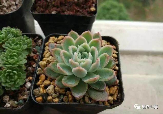 多肉上盆之后一直软塌塌 淋雨之后服盆了