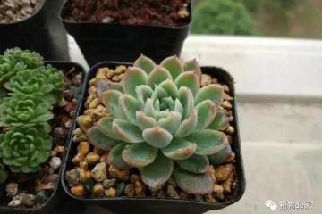多肉上盆之后一直软塌塌 淋雨之后服盆了
