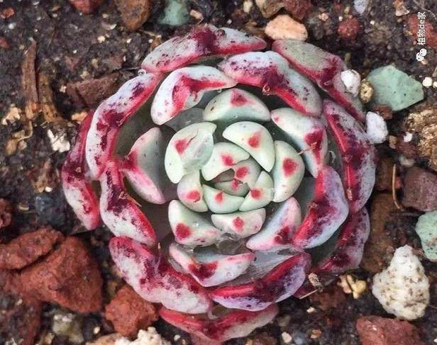 多肉上盆一个月根系扎满盆 怎么做到的?