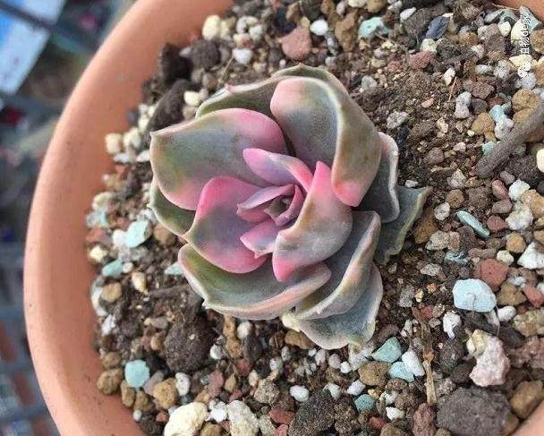 多肉上盆一个月根系扎满盆 怎么做到的?