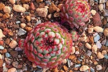 多肉上盆一个月根系扎满盆 怎么做到的