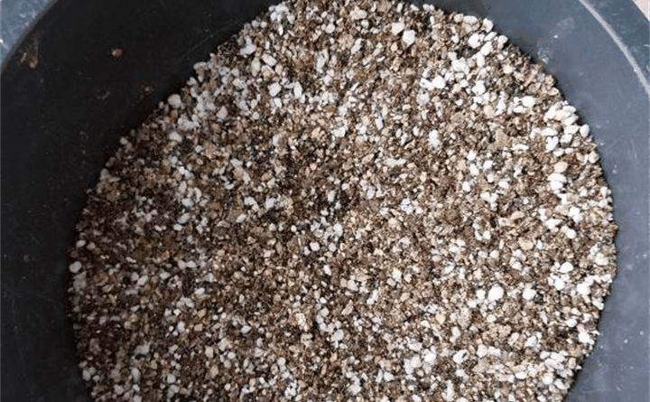 怎么三角梅盆栽明明生了根 结果一上盆就全挂了?