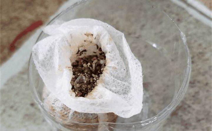 怎么三角梅盆栽明明生了根 结果一上盆就全挂了?