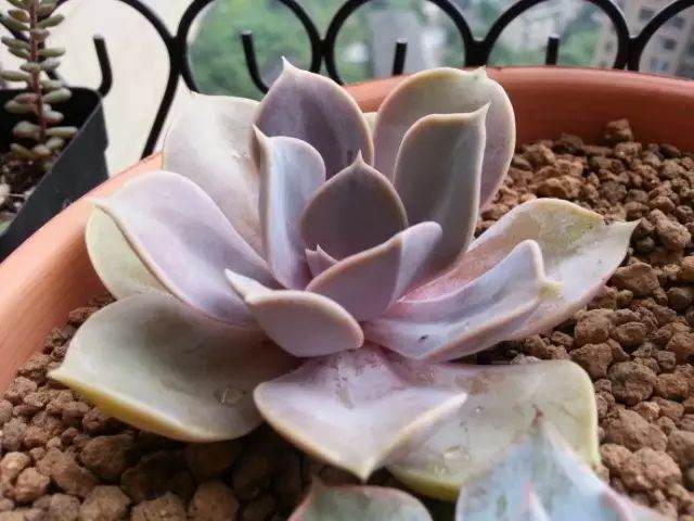 怎么三角梅盆栽明明生了根 结果一上盆就全挂了?