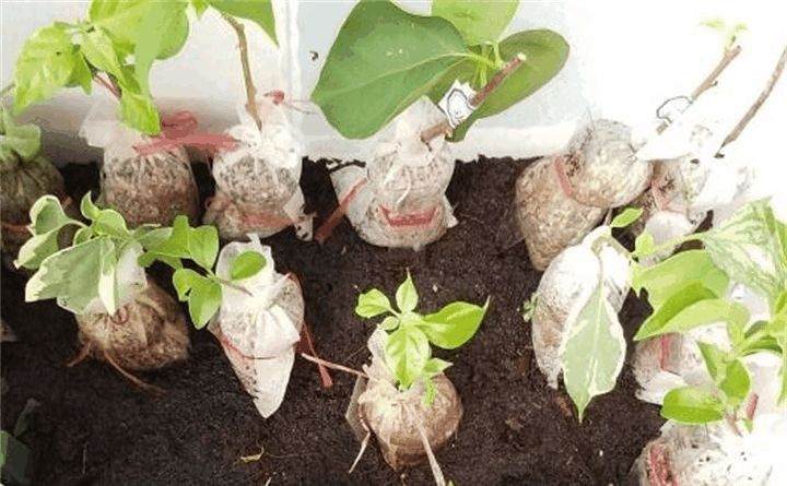 怎么三角梅盆栽明明生了根 结果一上盆就全挂了?