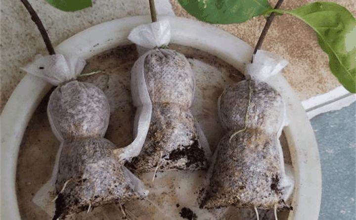 怎么三角梅盆栽明明生了根 结果一上盆就全挂了?