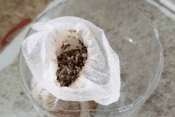 怎么三角梅盆栽明明生了根 结果一上盆就全挂了？