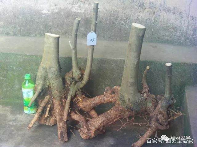 上盆前多做这一步 对节白蜡盆景成活率提高90%