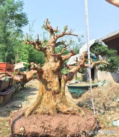 地养十六年的百年老桩盆景 上盆之后真霸气