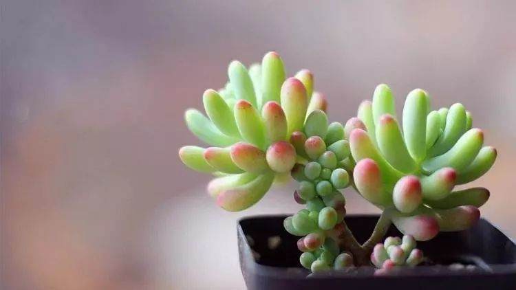 多肉种植教程 服盆上盆的方法。