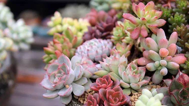 多肉种植教程 服盆上盆的方法。