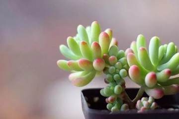 多肉种植教程 服盆上盆的方法 图片