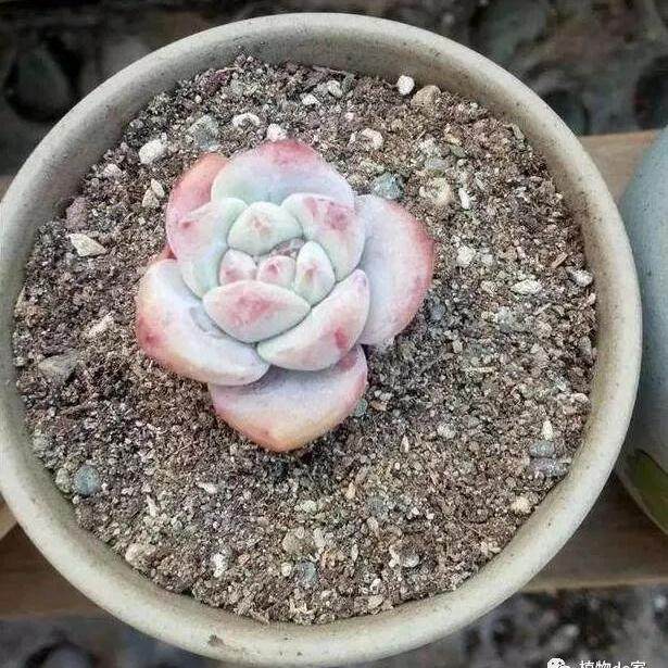 多肉上盆不修根 服盆后生长速度会变慢?