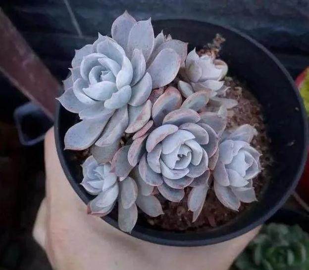 多肉上盆不修根 服盆后生长速度会变慢?