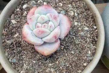 多肉上盆不修根 服盆后生长速度会变慢