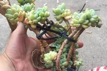 多肉植物上盆 这个不良习惯一定要改掉