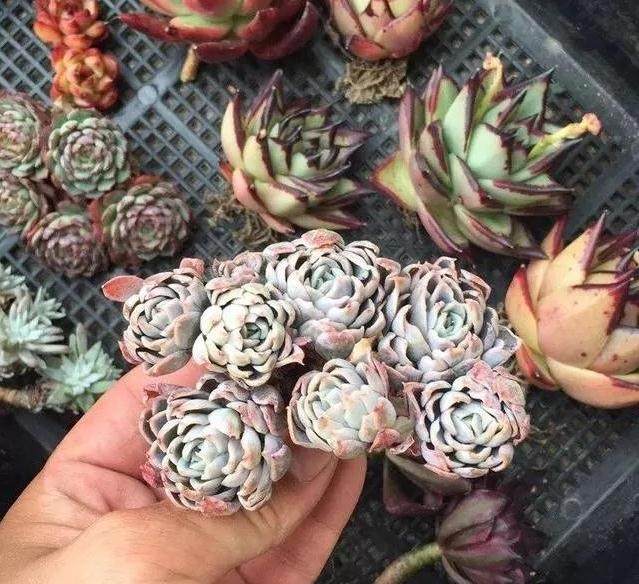 新手应该如何给多肉植物上盆呢?