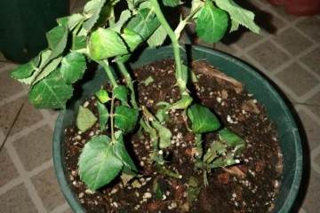 月季盆栽该如何上盆 图片