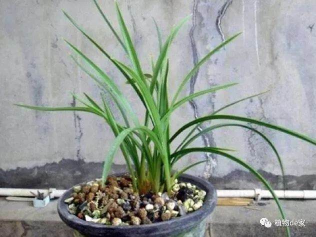 兰花上盆没几天 叶片就发黄萎蔫 怎么办?