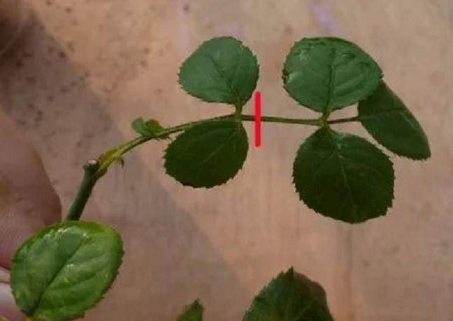 图解 月季盆栽扦插苗的上盆方法 图片