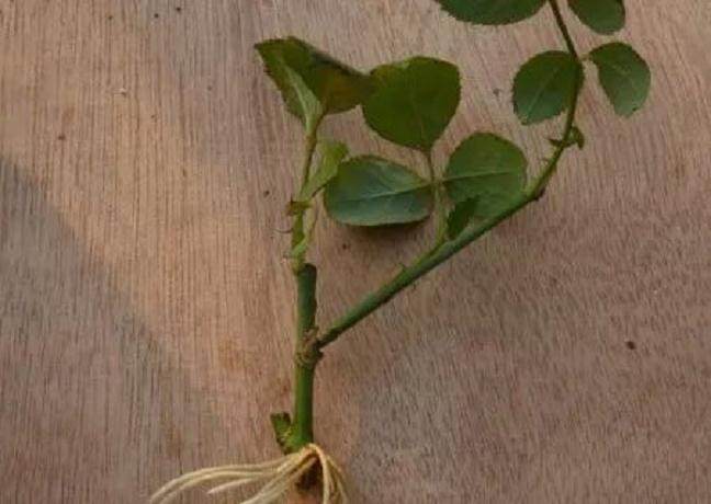 图解 月季盆栽扦插苗的上盆方法 图片