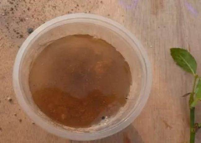 图解 月季盆栽扦插苗的上盆方法 图片