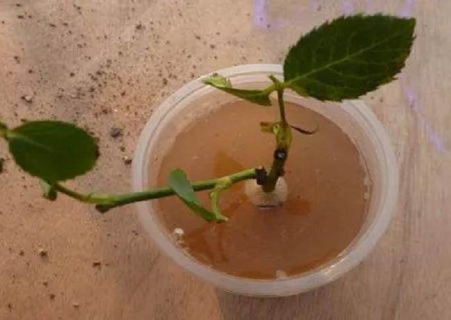 图解 月季盆栽扦插苗的上盆方法 图片