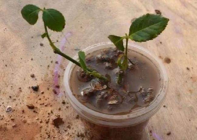 图解 月季盆栽扦插苗的上盆方法 图片