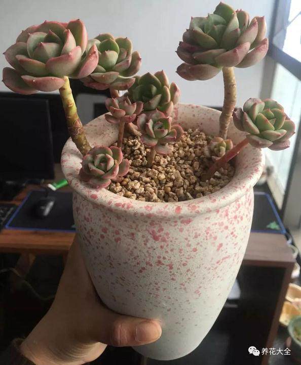 无根的多肉老桩 要这么上盆