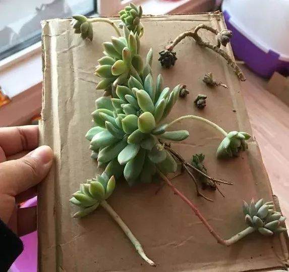 无根的多肉老桩 要这么上盆