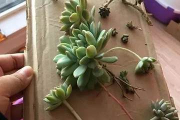 无根的多肉老桩 要这么上盆 图片