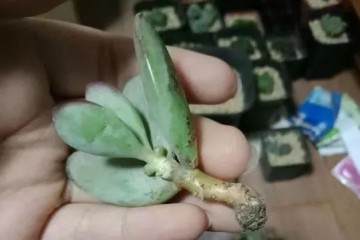 根少的多肉植物 要这么上盆 图片