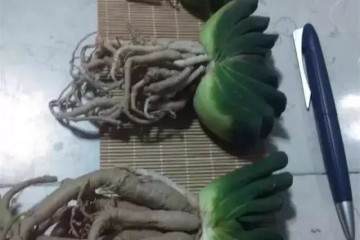 萝卜根多肉植物 要这么上盆